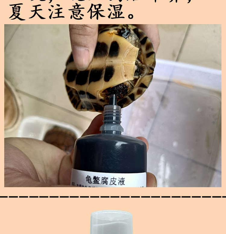 小乌龟腐皮烂甲治疗乌龟药腐甲病药烂脚指四肢溃烂裂壳穿孔 腐皮腐甲
