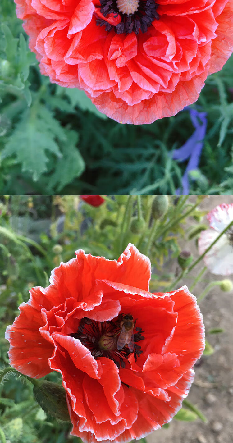 精品绿植虞美人种子肥混色重瓣丽春花种子冰岛虞美人花庭院室外耐寒