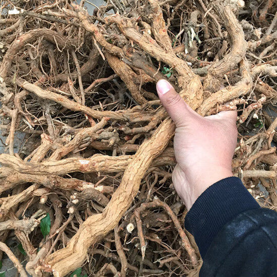 枸杞根枸杞头地骨根晒干枸杞子树根枸杞子树老根50克干枸杞根