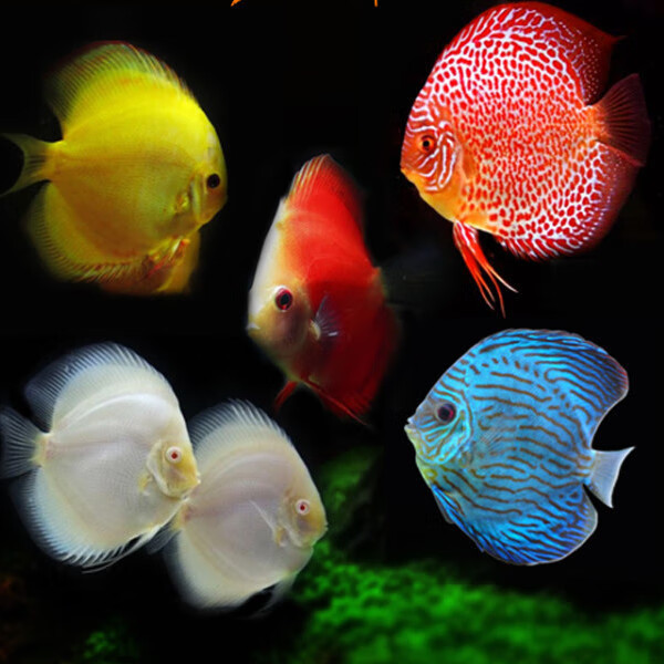 热带淡水鱼七彩神仙鱼成鱼燕鱼风水鱼红鸽子七彩活体鱼810厘米红妃