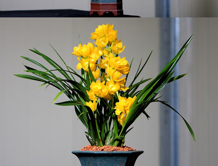 【抢购中】兰花苗浓香型建兰四季兰黄金美人黄色大花花卉绿植盆栽