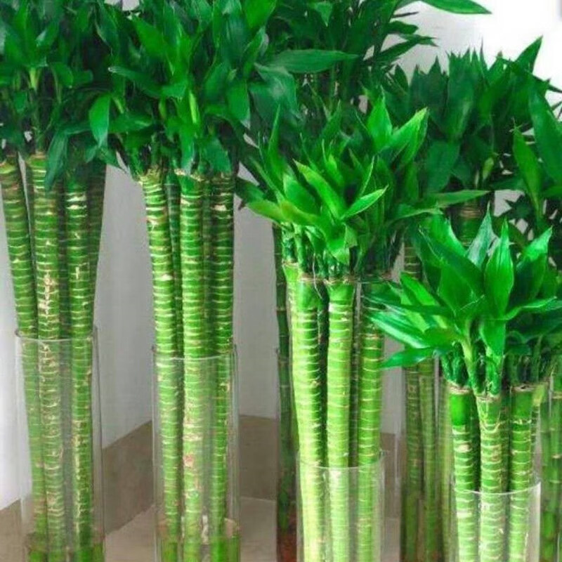 龙竹转运竹水培绿植开运竹富贵竹盆栽植物四季常青室内水养观音竹 45