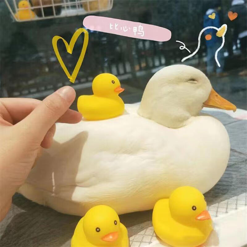 荣郁 纯种柯尔鸭活物网红宠物鸭子正宗科尔鸭可达鸭幼崽活苗活体 宠物