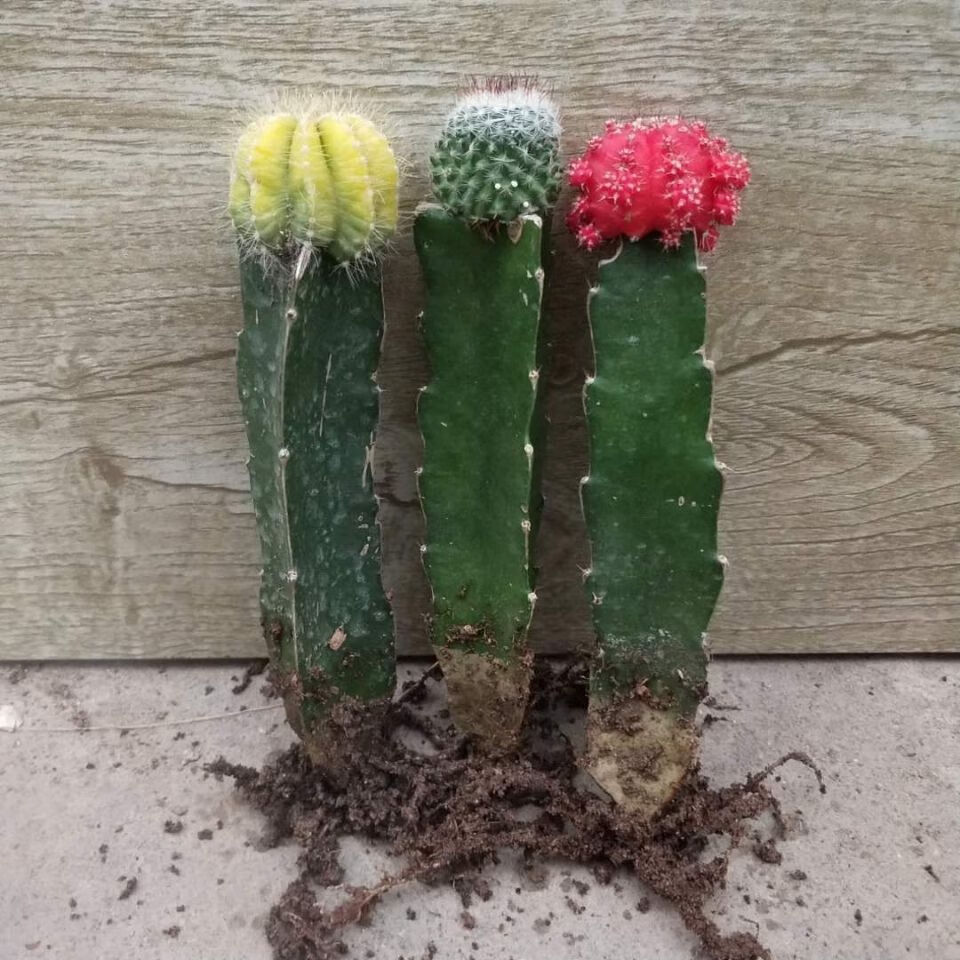 彩色仙人球组合盆栽室内仙人柱嫁接仙人掌多肉植物套装大黄大红大金冠