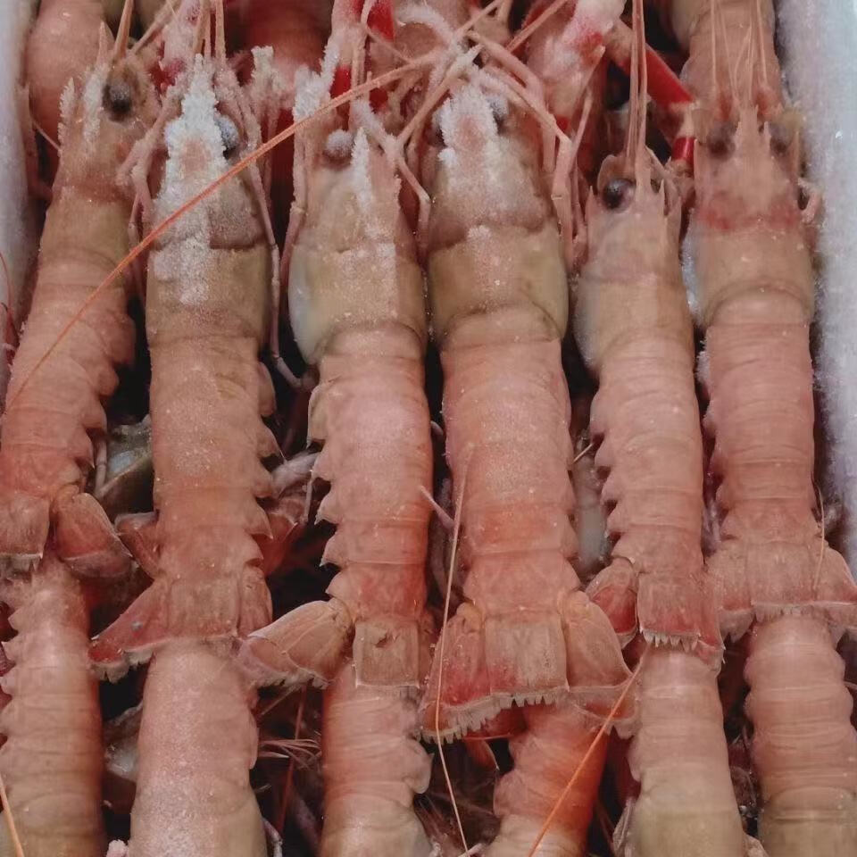 顺丰速运海鳌虾刺身舟山大号深海海鲜小龙虾船冻海鳌虾