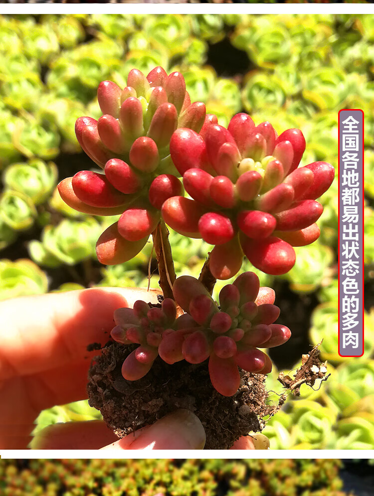 云南昆明大型稀有巨型悬崖桩多肉植物组合盆栽新款超大老庄超萌肉