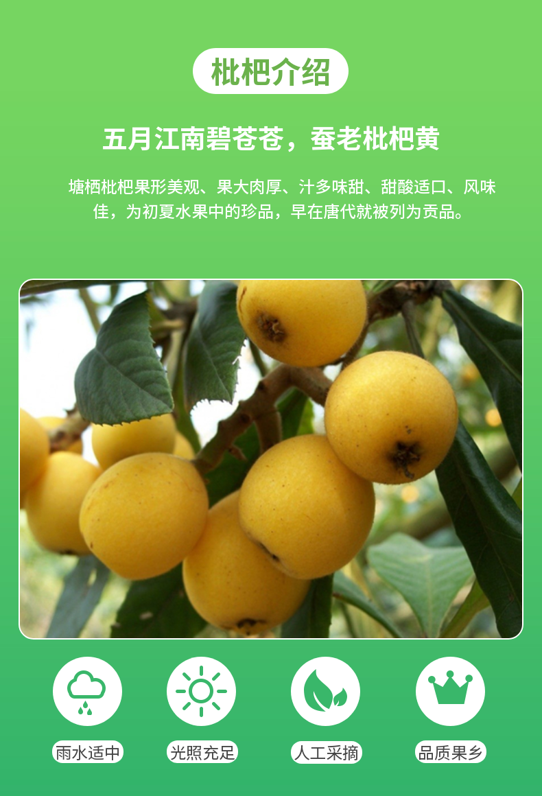 顺丰礼盒装塘栖白沙白玉枇杷大果当季孕妇水果现摘现发正宗软条白沙