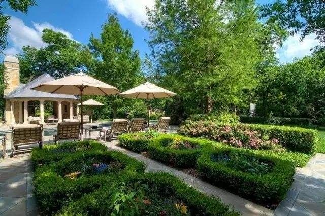 小叶女贞树苗四季常青盆栽庭院别墅小区绿篱苗道路绿化耐寒不落叶海桐