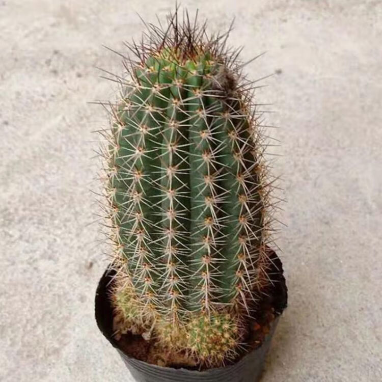 仙人球【飞碟毛花柱】落地仙人柱品相好开大花 彩草盆栽 红星毛花柱高