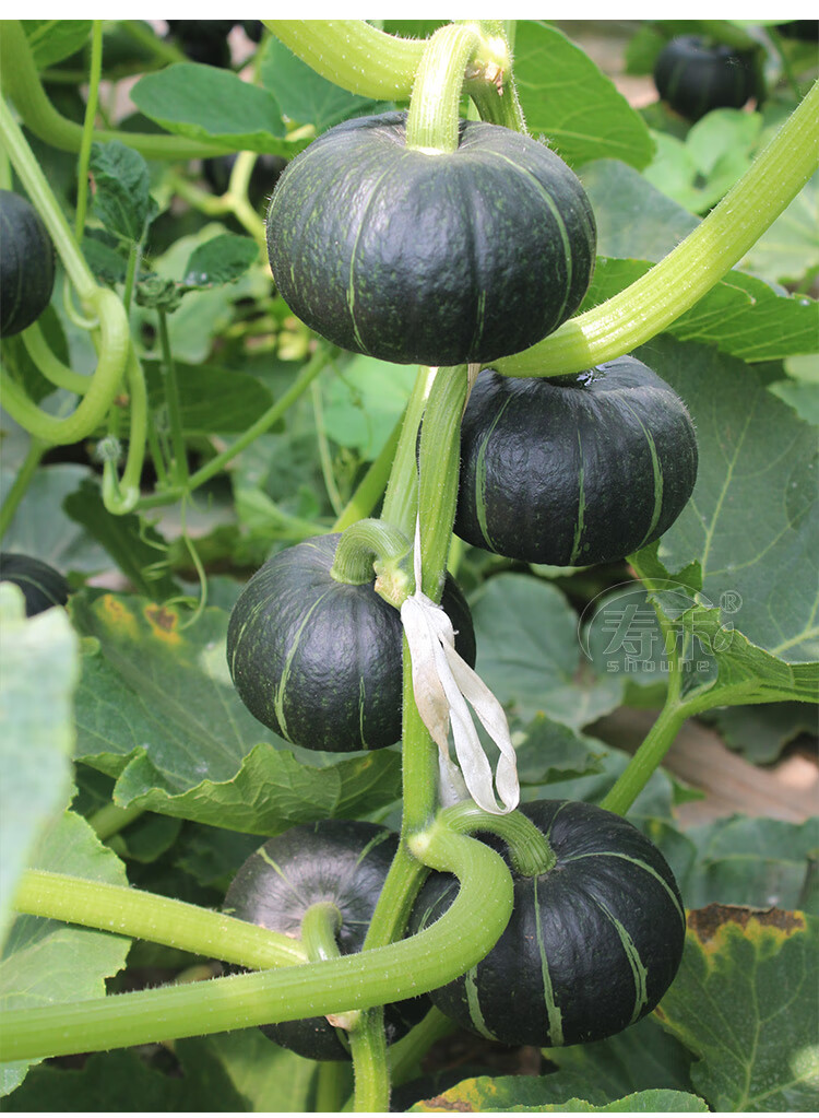 绿贝贝高产小南瓜种子板栗味秧蔬菜种籽苗孑惠和一号秧苗大全菜种 绿