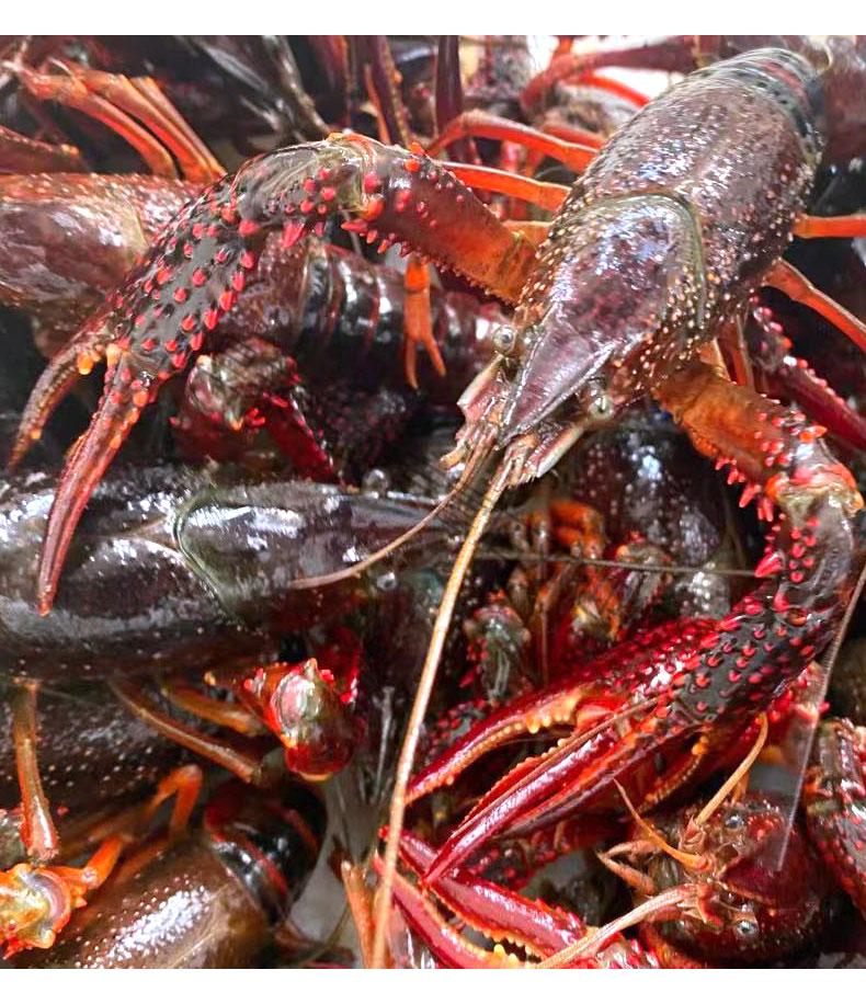 小龙虾盱眙洪泽湖清水活虾红壳淡水虾生鲜大青虾567钱2斤