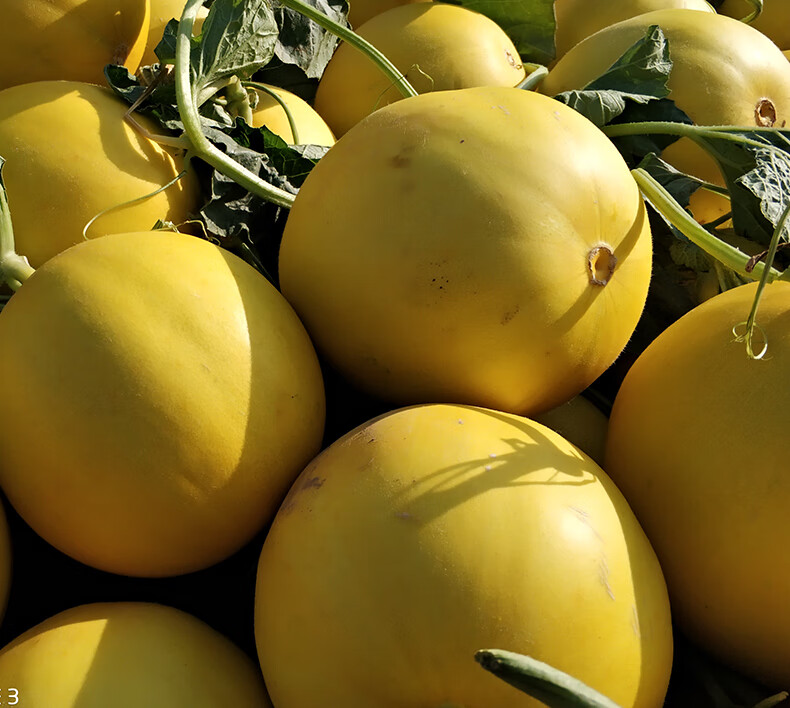 现货陕西黄河蜜瓜新鲜水果阎良甜瓜黄金黄心脆香瓜哈密瓜整箱10斤