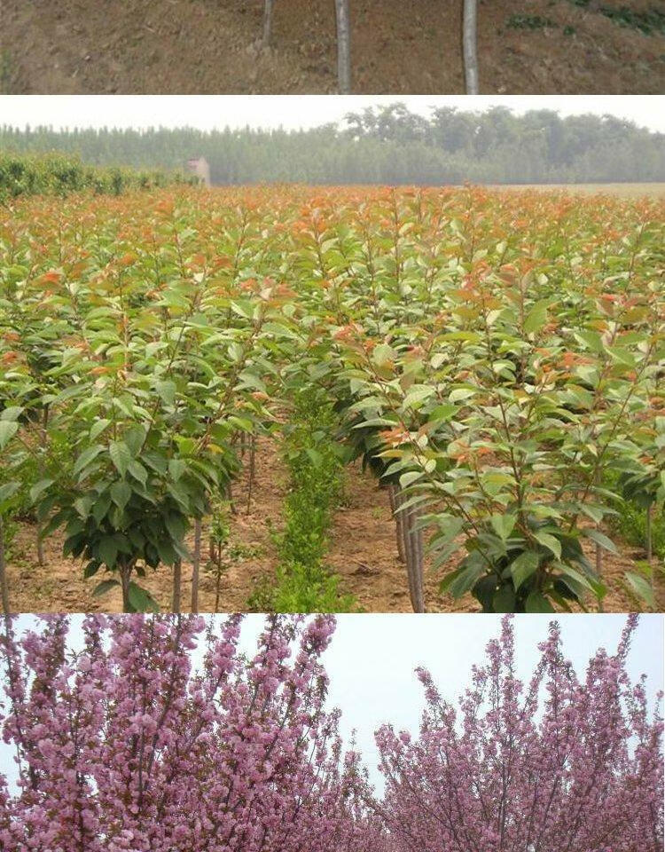 樱花树苗樱花苗日本樱花嫁接苗早樱晚樱盆栽庭院绿化园林风景树苗8