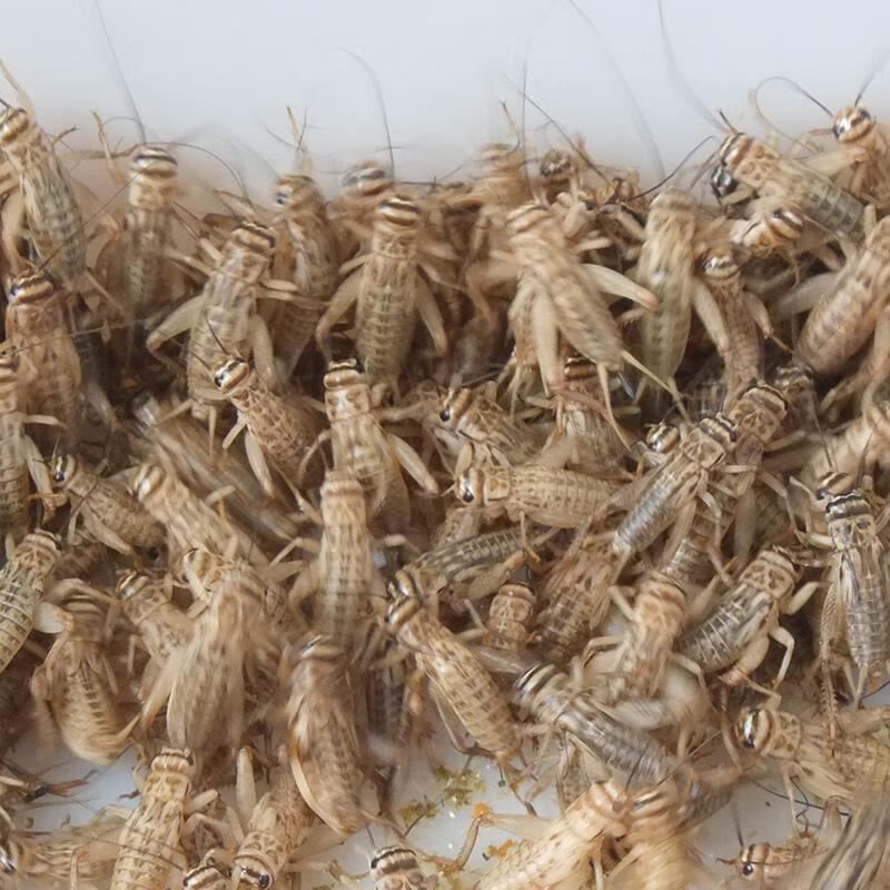 勤始皇白蟋蟀活物白蛐蛐蟋蟀饲料活体豹纹守宫变色龙蜥蜴粮金龙鱼食鸟