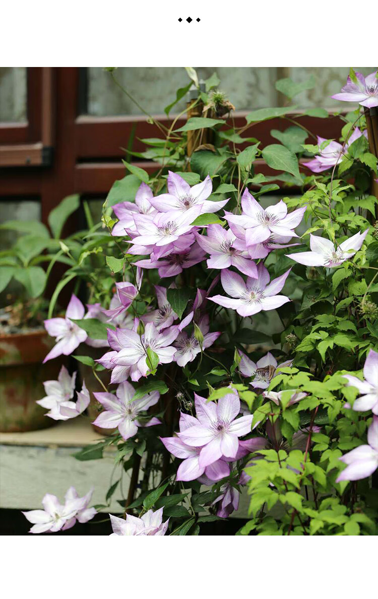 铁线莲盆栽爬藤花苗阳台庭院地栽藤本大花攀援重瓣花卉多年生植物前卫