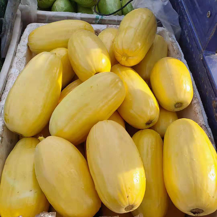 晨臻 石城特产 赣南石城特产杏瓜农家自种新鲜采摘时令蔬果黄皮笋瓜信