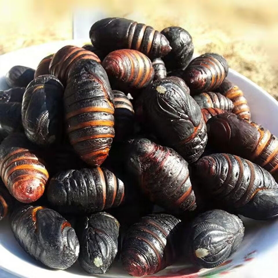 新茧蛹鲜活大蚕蛹东北特产活体茧蛹柞树蛹蝉蛹保活 1500g 黑蛹王43个