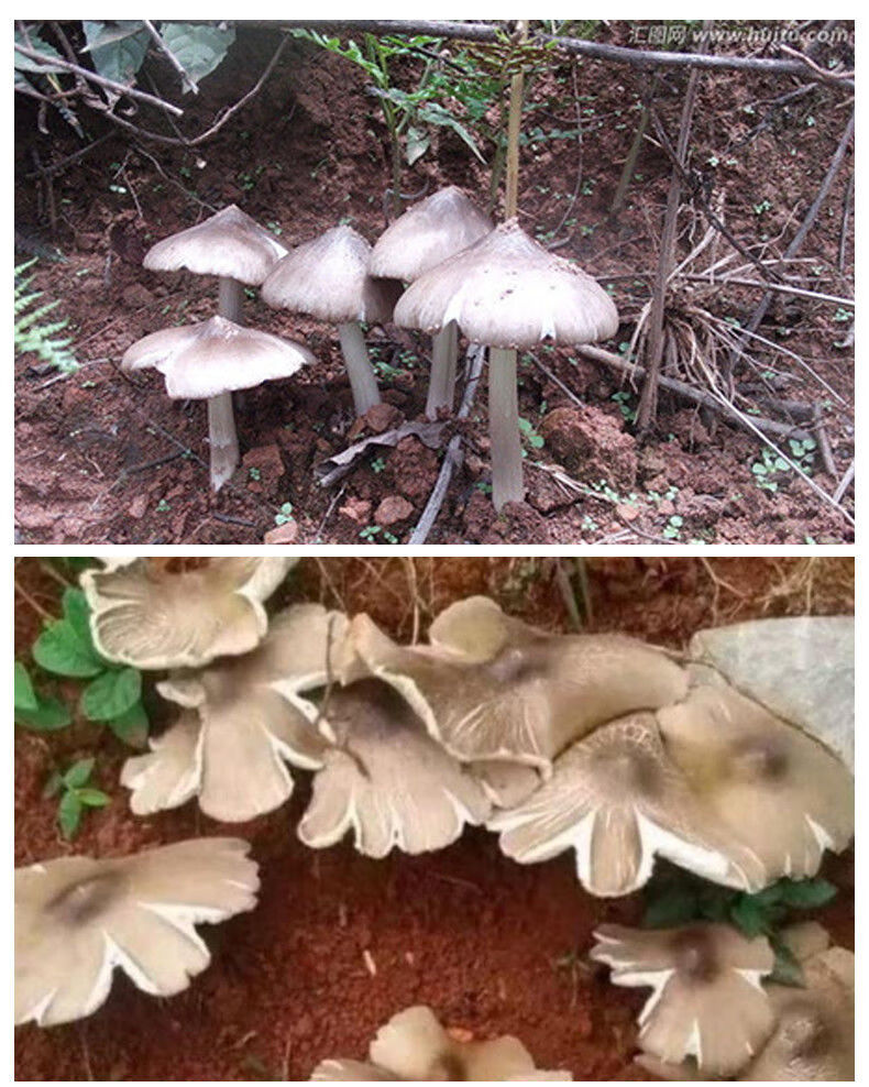 鸡枞菌原种鸡枞菌种植 高产种子野生三塔菌荔枝菌人工种植 菌种包
