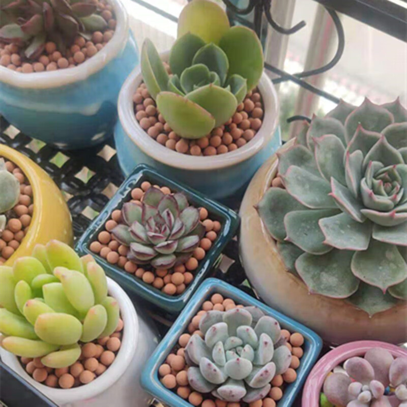 铺面石盆栽透气水培营养土种花陶土粒球onevan35mm陶粒适合小盆2斤装