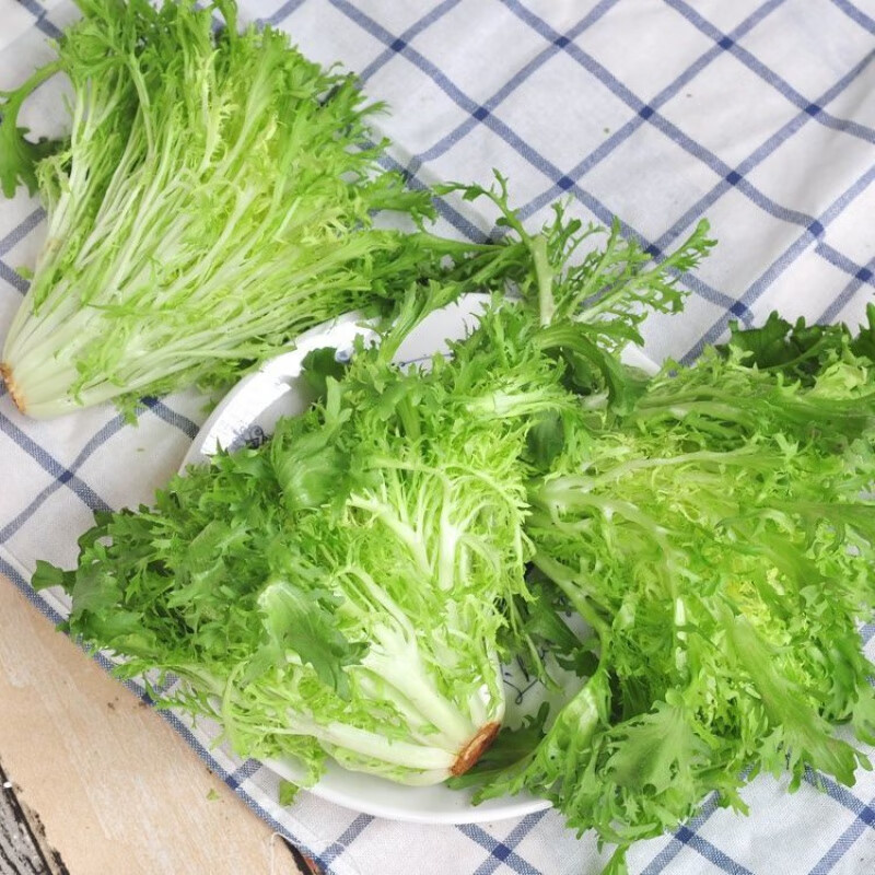 苦菊新鲜蔬菜生吃苦叶生菜新鲜沙拉菜细叶黄心苦苣菜生吃青菜 一斤