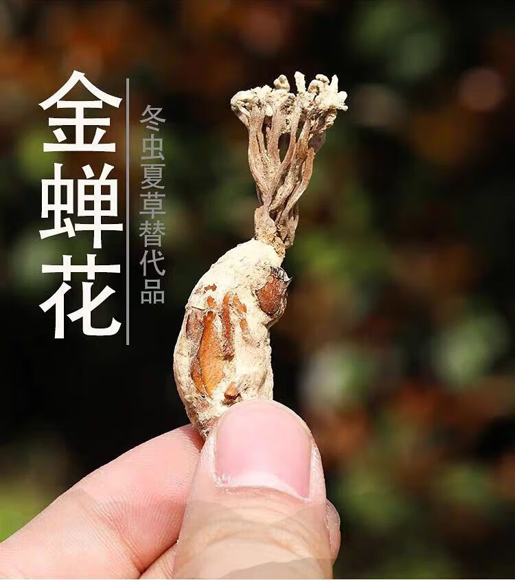 金蝉花也生2021大别山新货金蚕花知了花中药材蝉花虫草粉精选金蝉花50