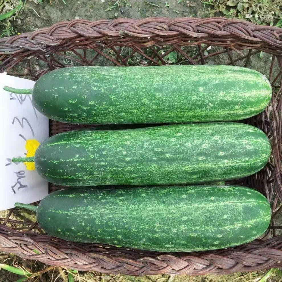 广东潮汕农家自种当季蔬菜土黄瓜生吃新鲜吊瓜青瓜有刺老黄瓜水果 2斤