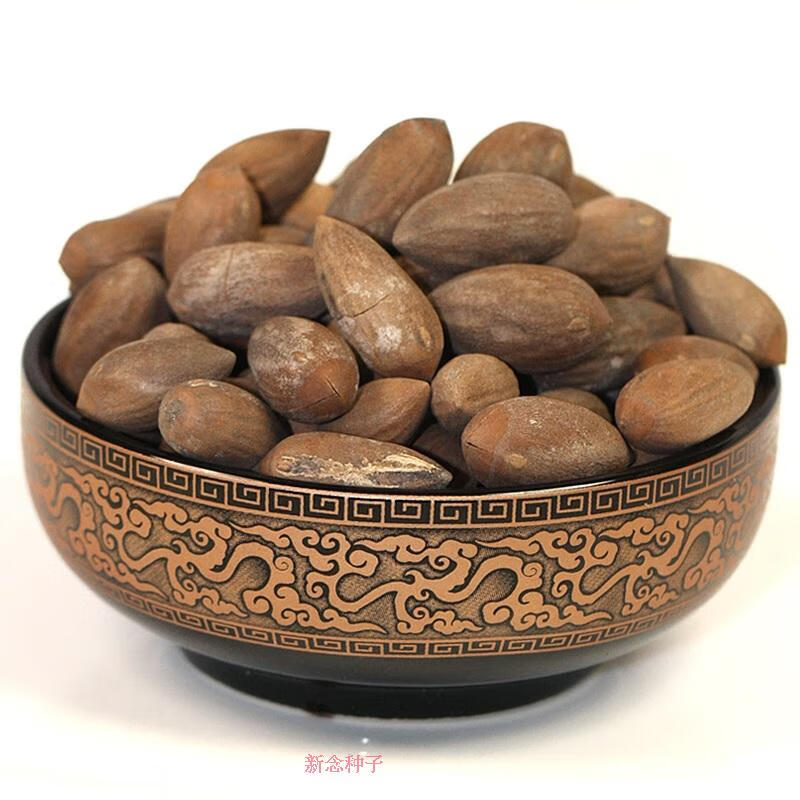 林木种子 香榧种子 榧子种子 三代果香榧树种子 中药材种子 半斤