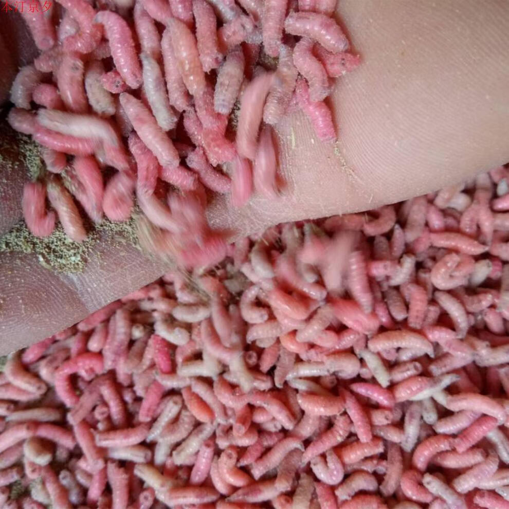 钓鱼活蛆肉蛆大蛆红色蛆虫活体白蛆活饵活虫蛆牙子瓶装昆虫鱼饵 白蛆
