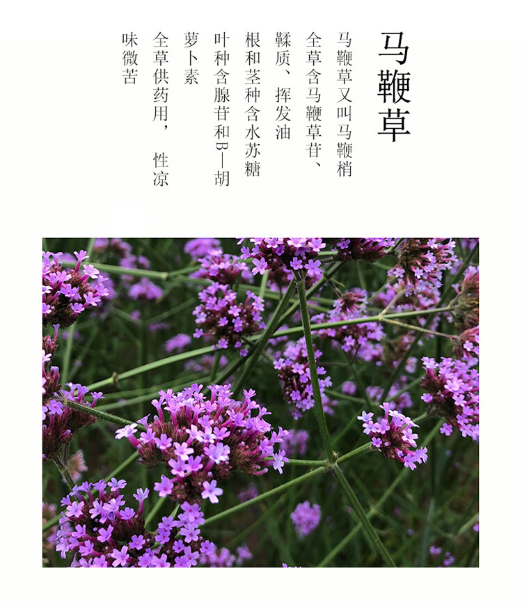 铁马鞭草药功效图片图片