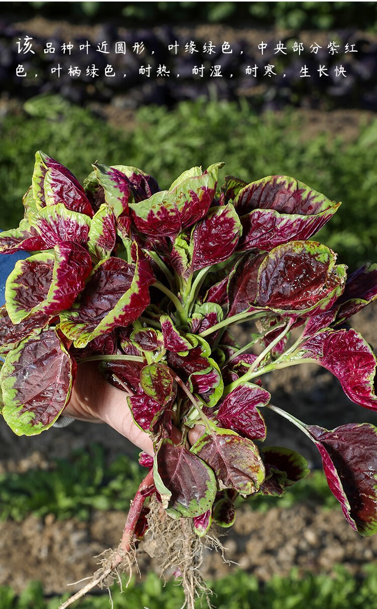 北蔬苋菜种子春冬季播种蔬菜种子满身红圆叶333种子60g装