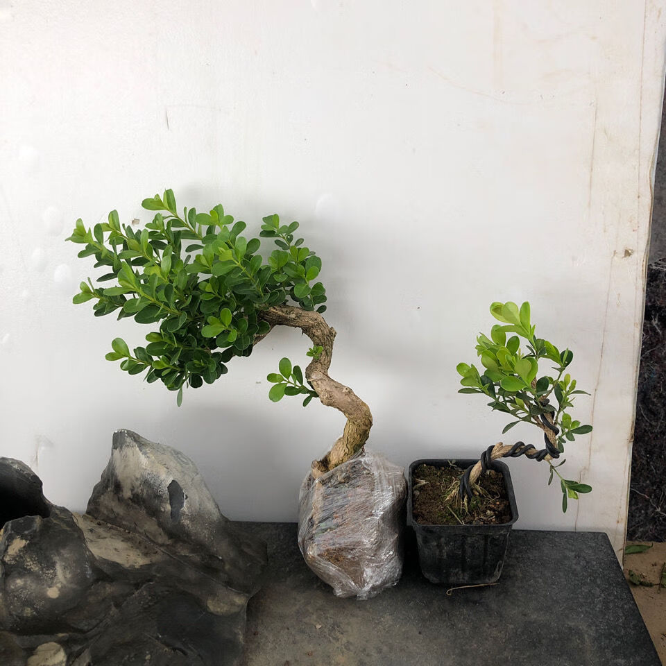 瓜子黄杨童子功盆景 四季长青 喜水喜阳 随机发货 雀舌黄杨盆景大盆
