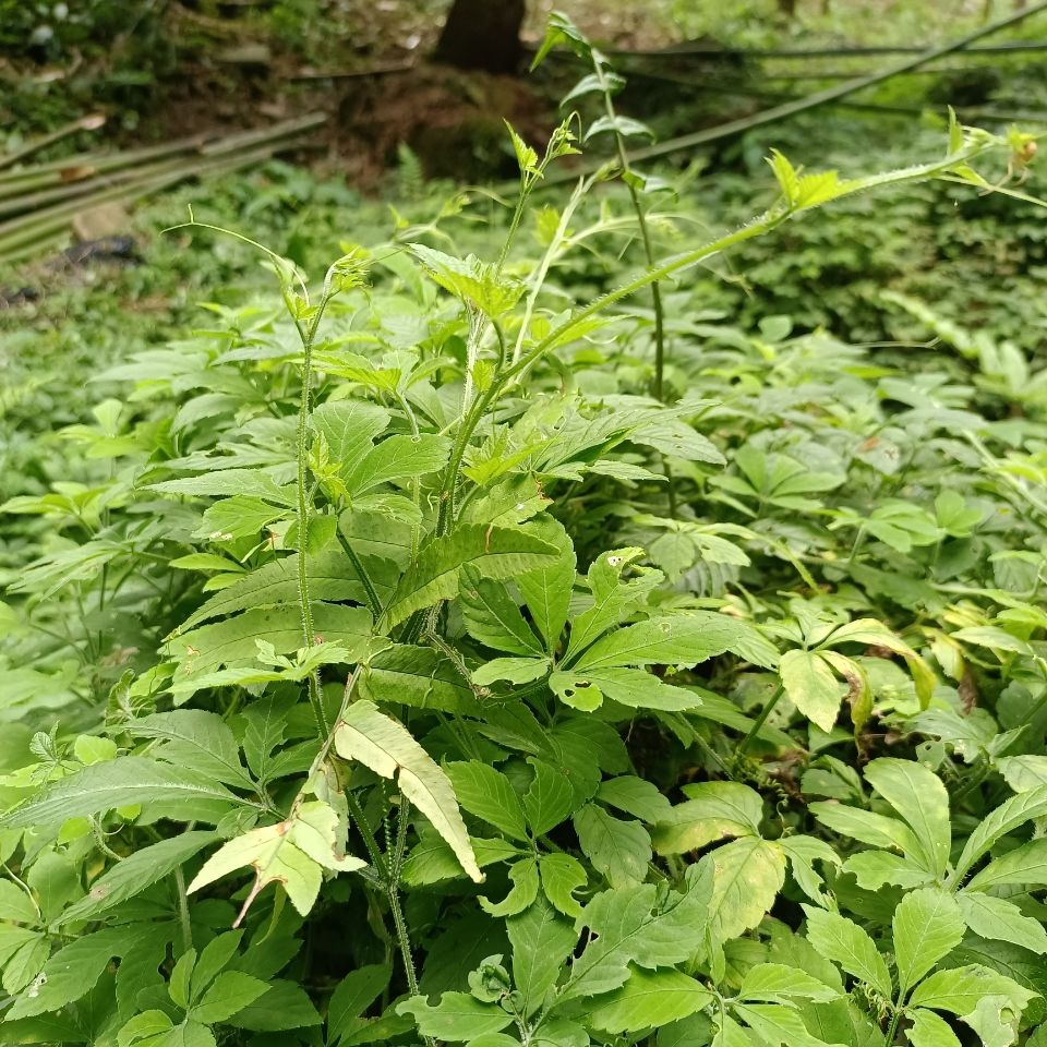 辉导 广西金秀大瑶山绞股蓝 2种口味(甜味)(苦味)) 250克 绞股蓝(甜)