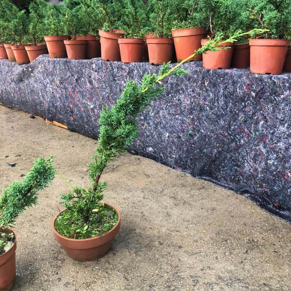 济州真柏盆景素材日本济州真柏苗绿植盆栽地栽真柏苗一年苗2年苗2530