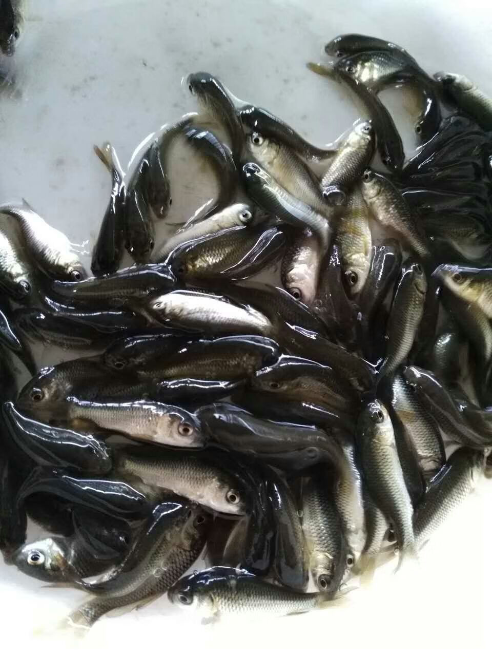 好养鲤鱼苗稻田鱼丰鲤建鲤池塘鲤淡水鱼苗活体50条3cm