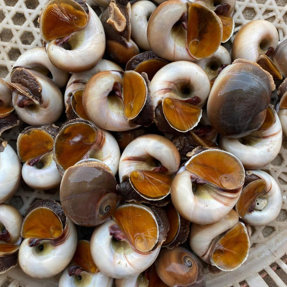国产海鲜水产鲜活大猫眼螺 大沙螺红香螺新鲜猫眼螺玉
