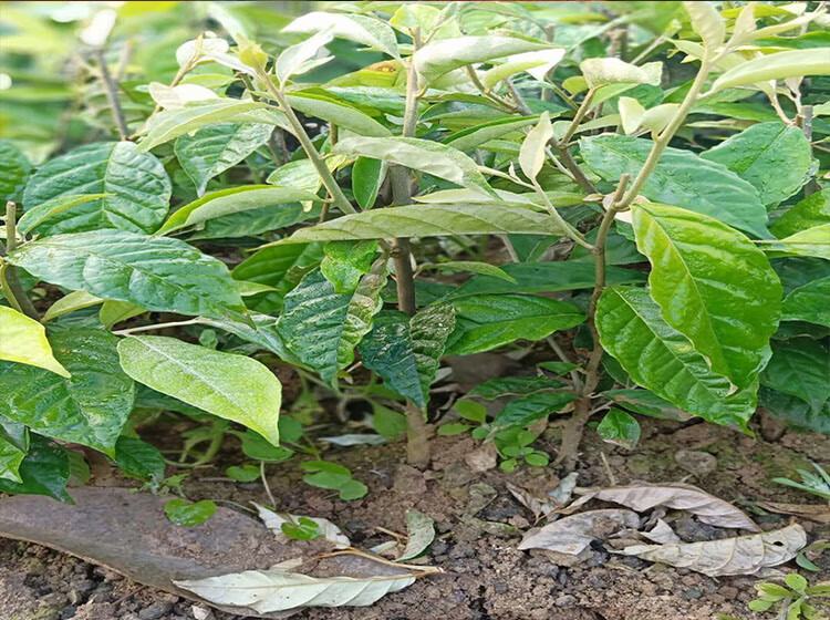 羊奶果苗特大果形德甜二号胡颓子苗胡秃子苗羊奶果树苗当年结果羊奶果