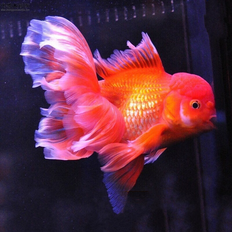 精品红泰狮金鱼活体观赏鱼狮子头水族宠物冷水鱼淡水鱼苗包活 精品红