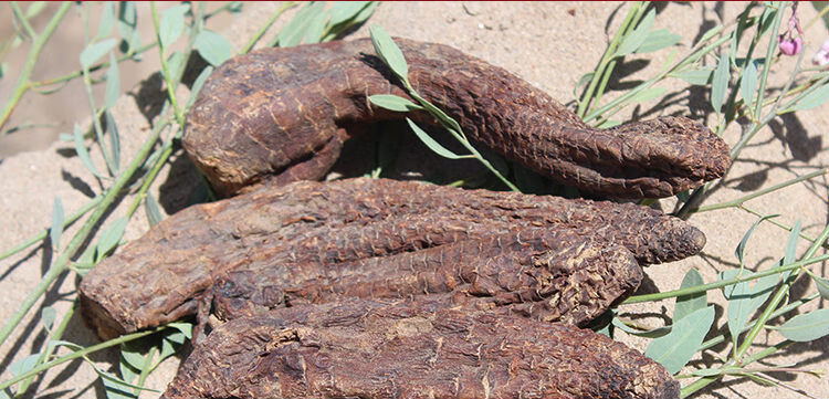 肉苁蓉野生新疆和田大芸新鲜肉从蓉切片配野生金锁阳片伊梵麦