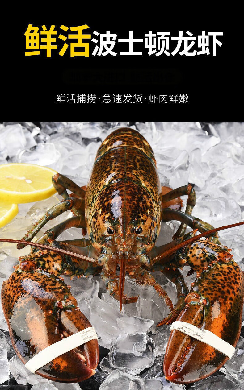 龙虾鲜活大龙虾波士顿小龙虾澳龙波龙鲜活海鲜特大水产波斯顿龙虾禧客