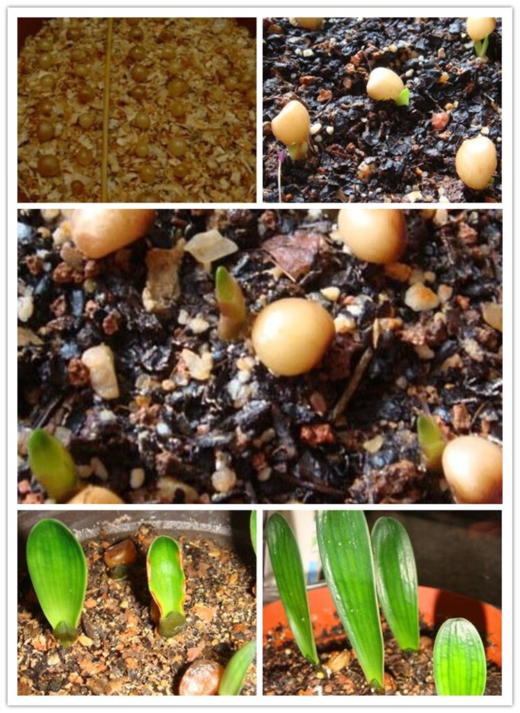 君子兰种子圆头和尚绿植盆栽种子君子兰花种子室内家庭植四季播种 绿