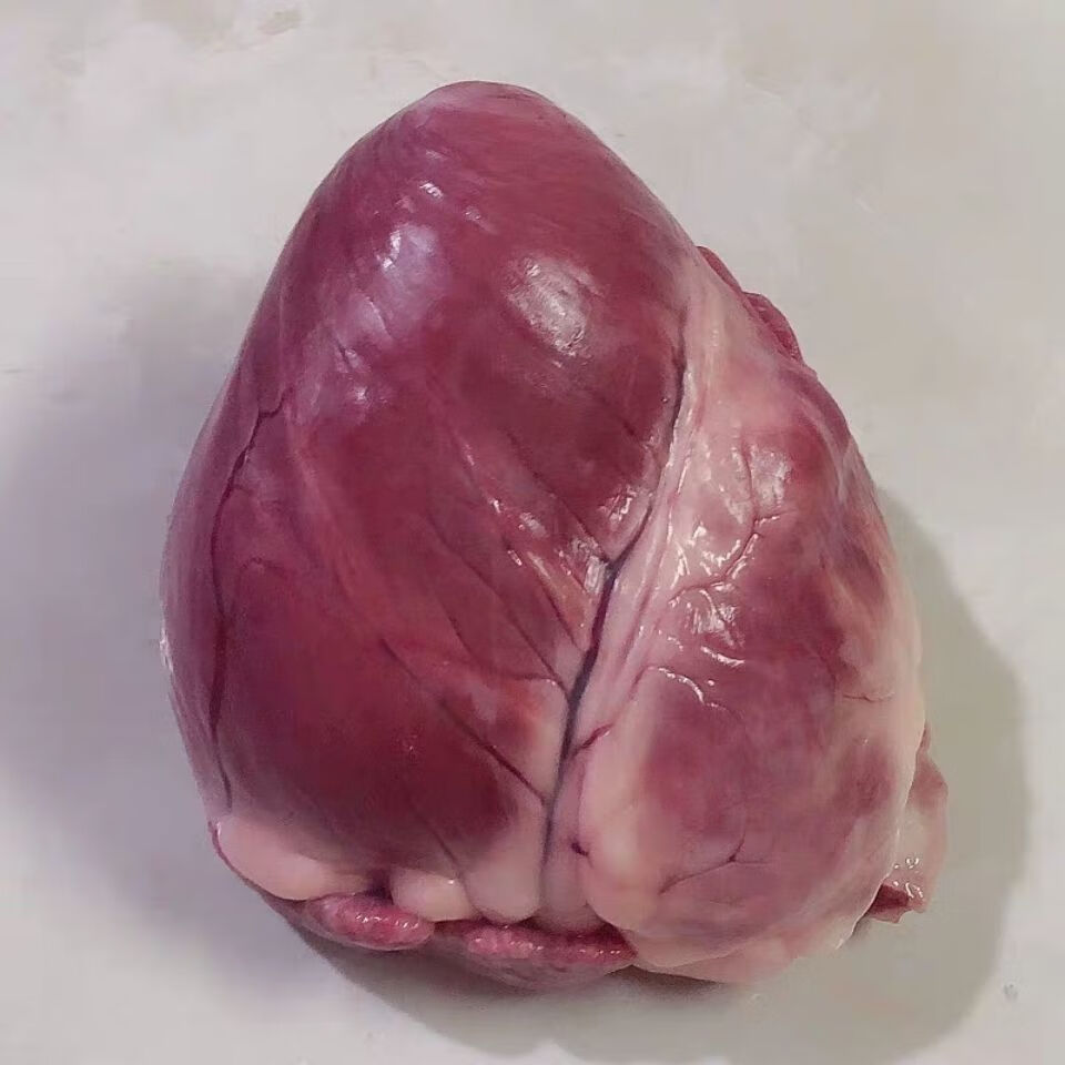 猪的心脏位置图图片