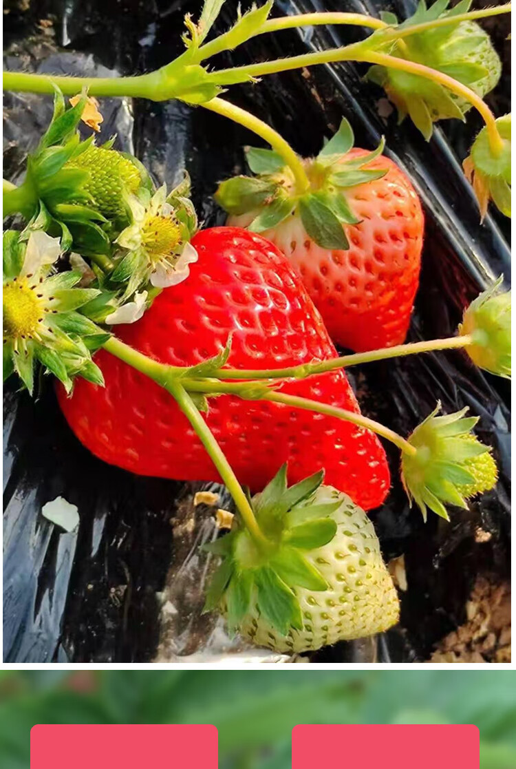 顺丰空运河北保定满城99奶油草莓草莓生鲜奶油草莓红颜99草莓生鲜次日