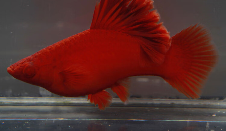 高鳍红箭鱼苗菊花帆红剑鱼狼牙热带鱼观赏鱼刀鱼菊花帆母鱼5条优惠