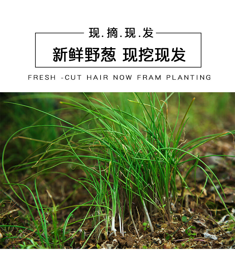 保温箱保鲜湘西新鲜山葱深山现挖小根蒜胡葱百香葱苦