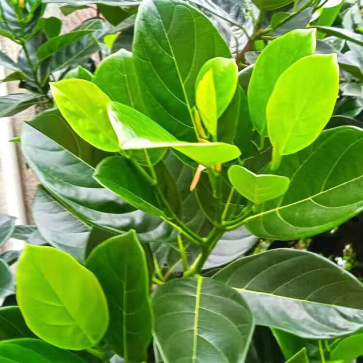 广东现摘新鲜菠萝叶大树菠萝叶菠萝蜜树叶菠萝叶片菠萝叶新鲜 20片