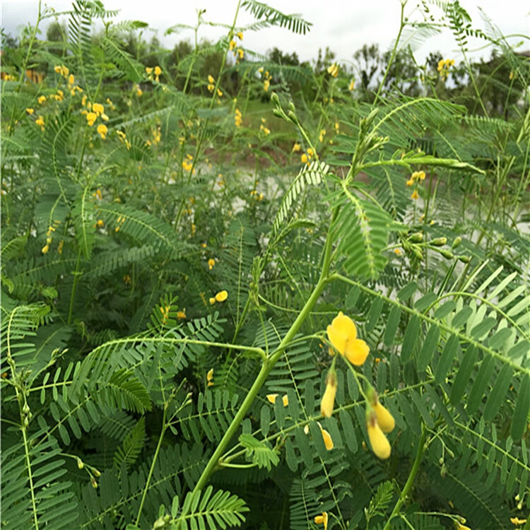 芗苒田菁种子盐碱土壤改良绿肥果园种植紫云英紫花苜蓿苕子百慕大草花