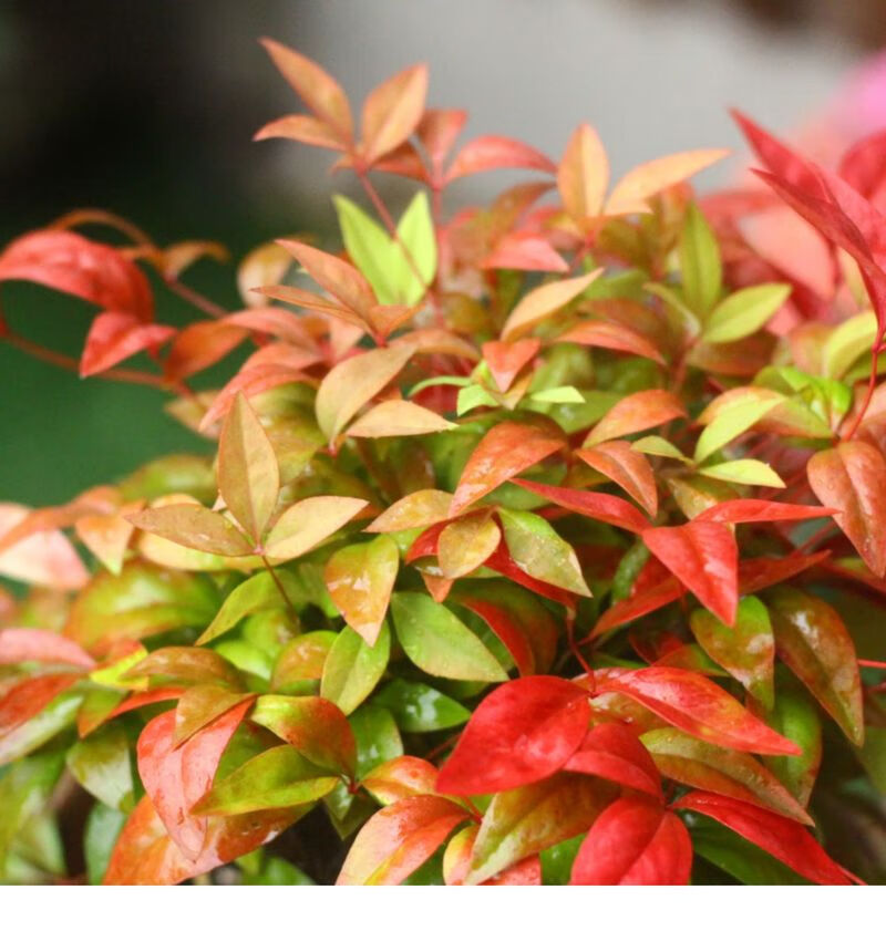 火焰南天竹盆栽花苗四季观叶植物盆景耐寒室外花园绿植多年生红叶火焰