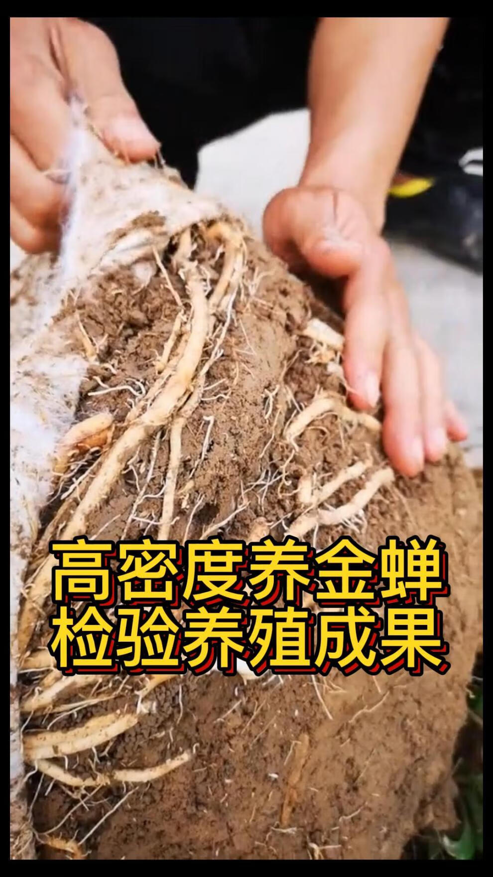 知了猴种子 金蝉养殖 活体蝉蚁 金蝉苗幼苗 孵化好金蝉幼虫苗卵枝 1盒