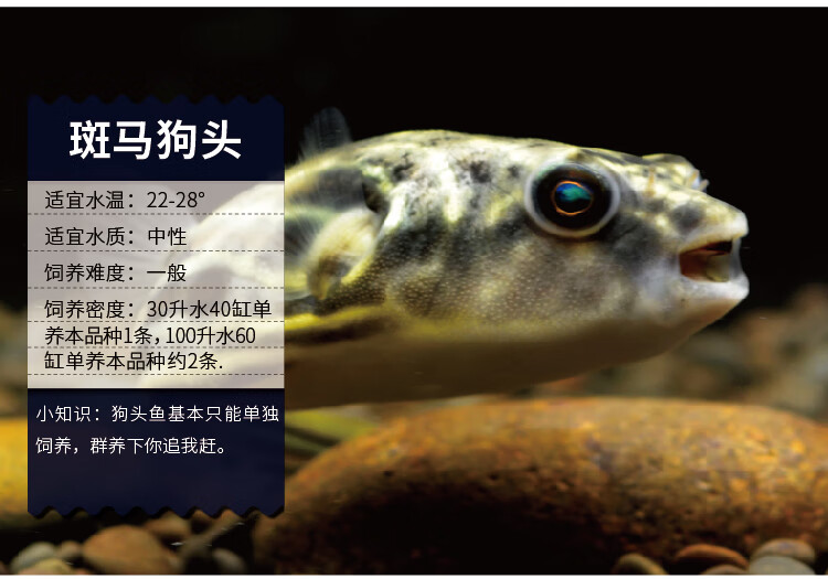 皇冠狗头斑马狗头潜水艇鱼鱼活体淡水麒麟巧克力热带观赏鱼古介78厘米