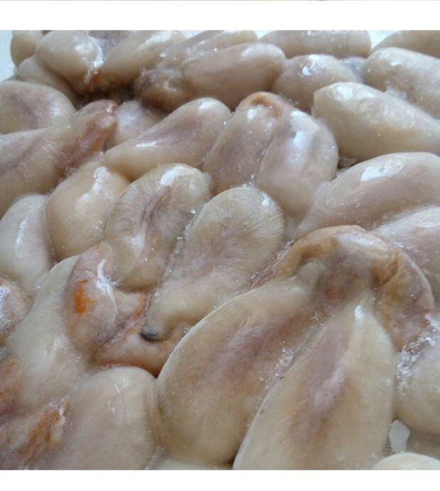 野生全淡无盐大墨鱼蛋4斤1斤乌贼卵乌鱼蛋新鲜乌贼目鱼蛋大白蛋无盐大